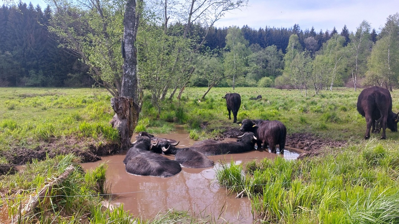 Photo of Others in Rinchnach