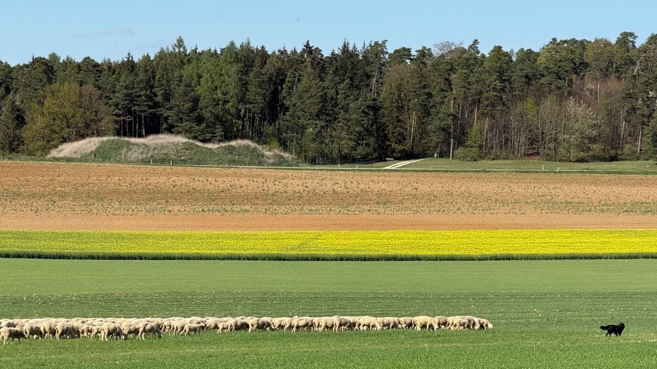 Photo of Others in Pappenheim