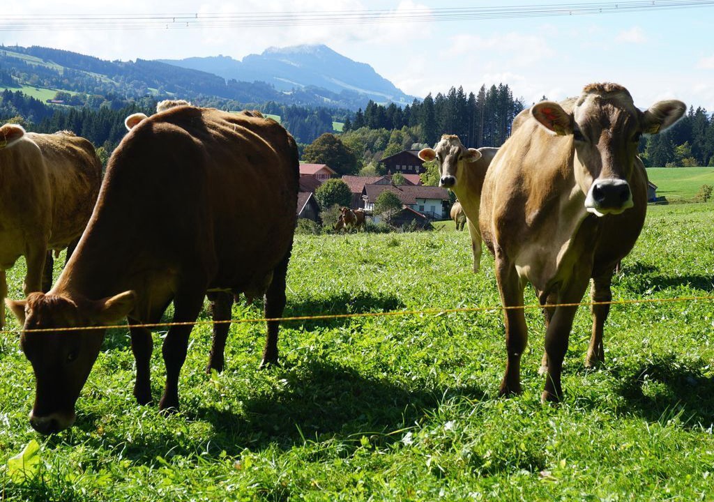 Photo of Others in Oy-Mittelberg