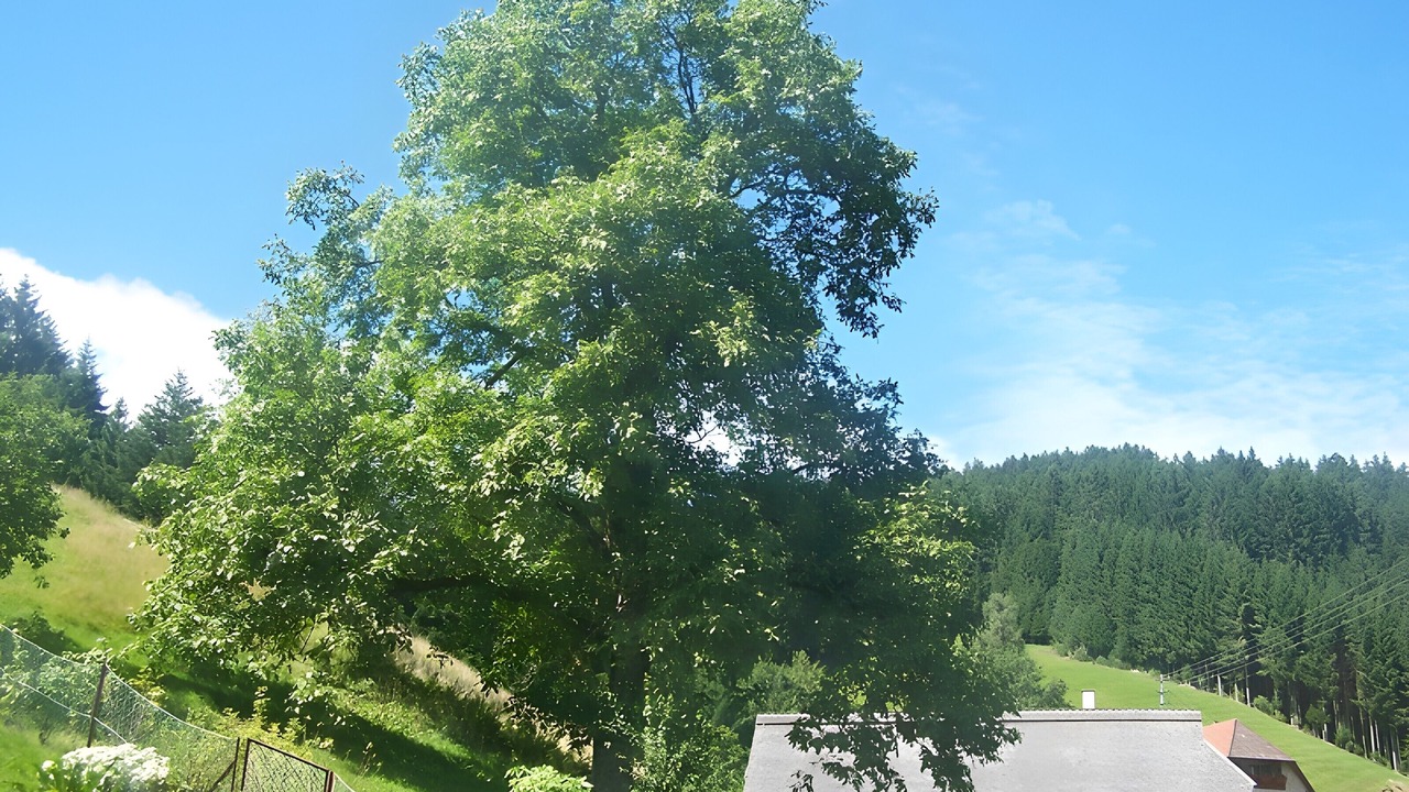 Photo of Others in Bad Rippoldsau-Schapbach