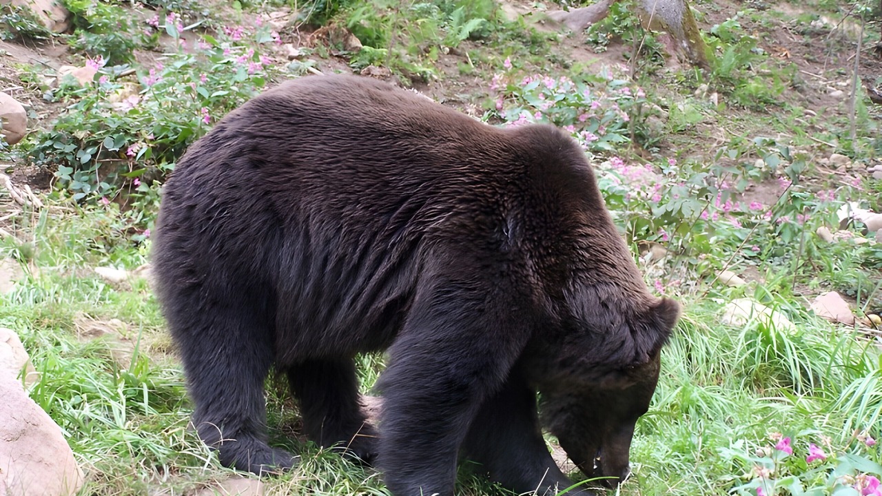 Photo of Others in Bad Rippoldsau-Schapbach