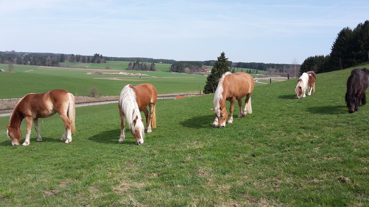 Photo of Others in Peiting