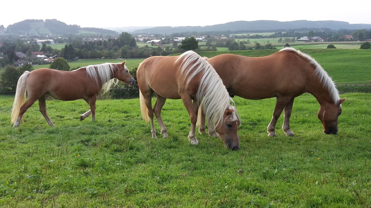 Photo of Others in Peiting