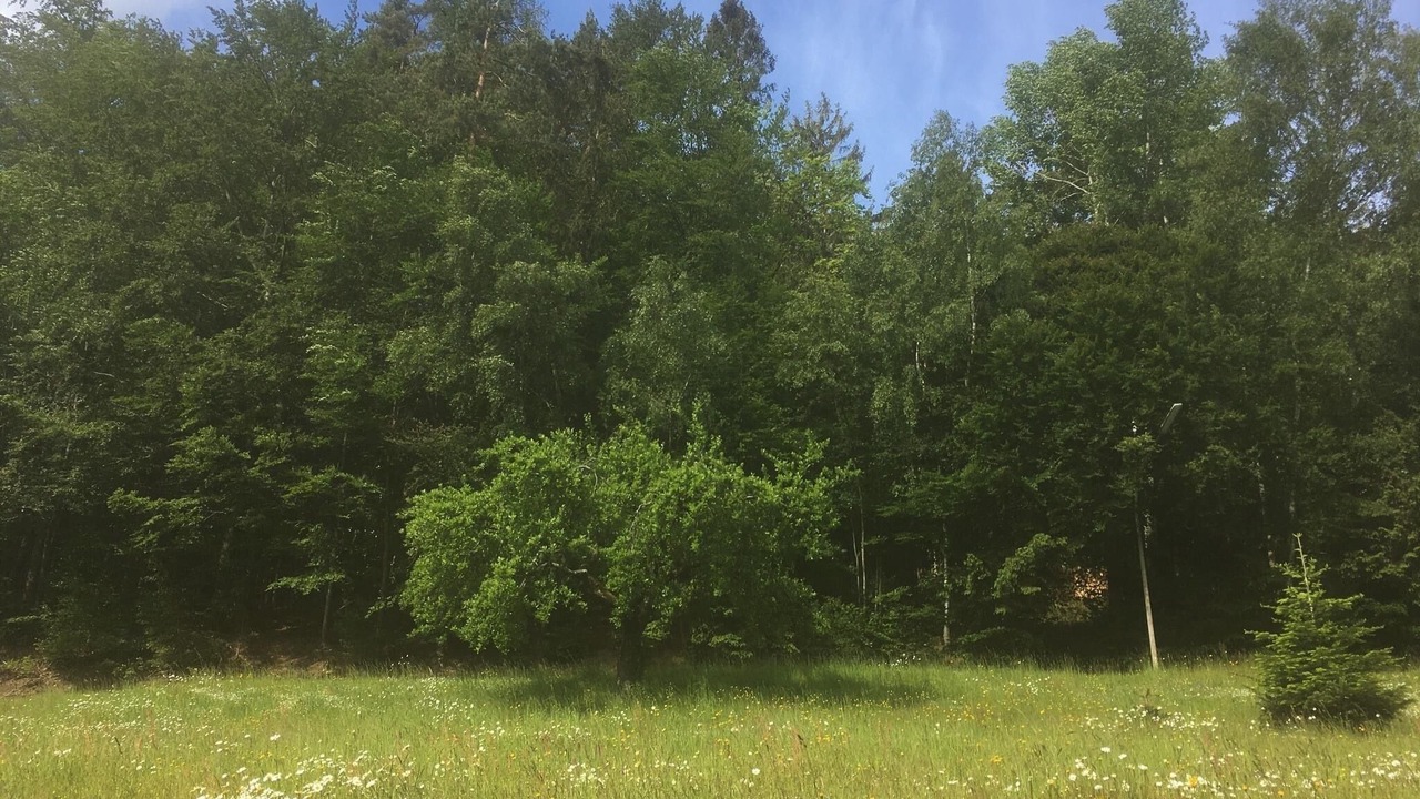 Photo of Others in Reichenau