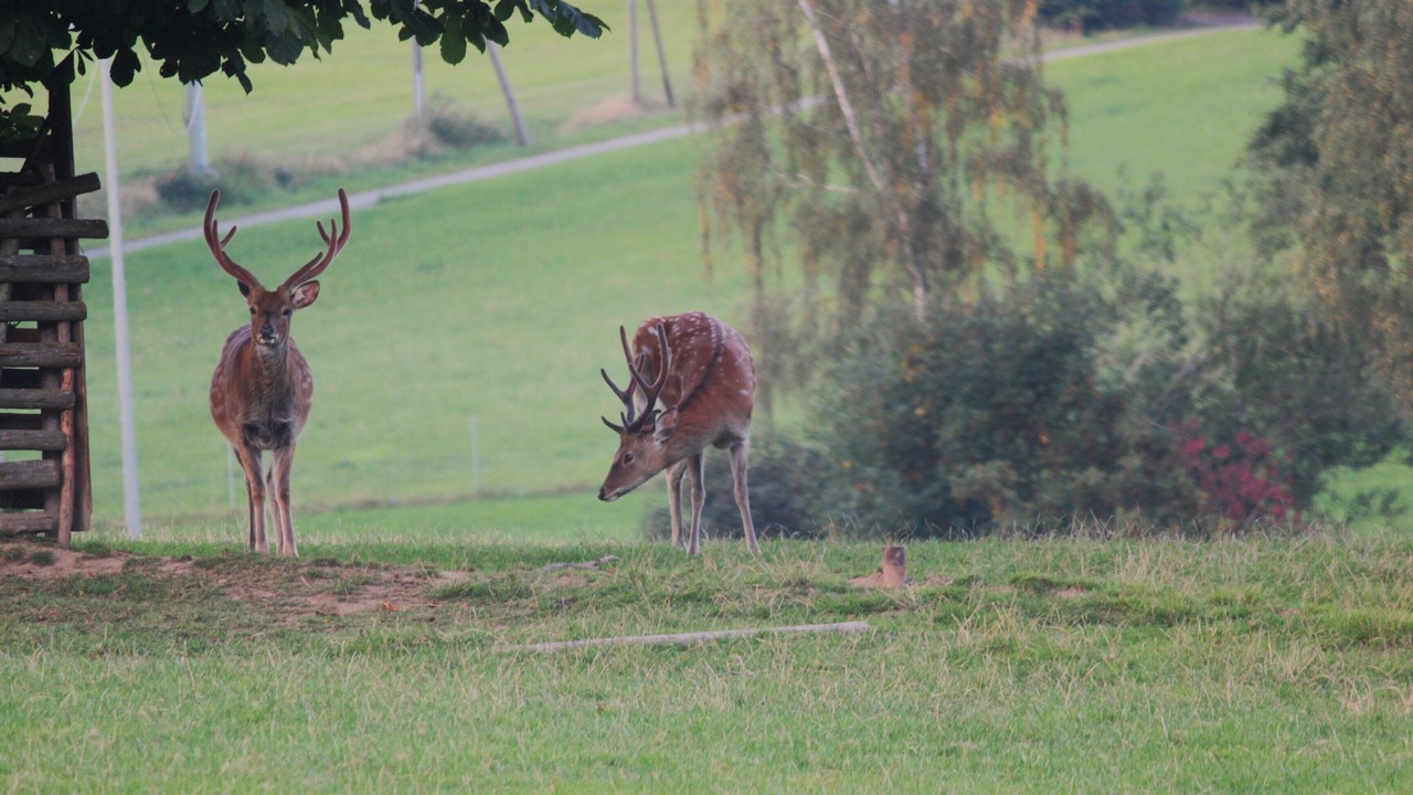 Photo of Others in Reichenau