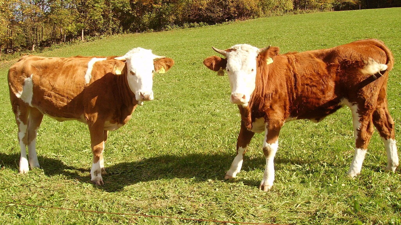 Photo of Others in Maibrunn