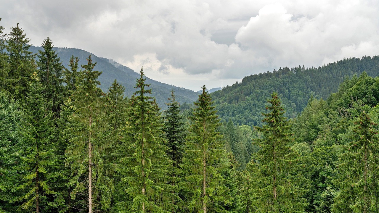 Photo of Others in Bad Peterstal-Griesbach