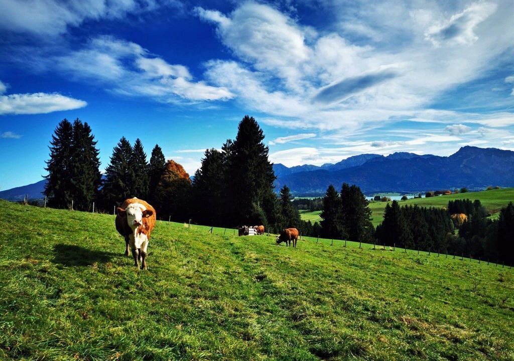 Photo of Others in Rieden am Forggensee
