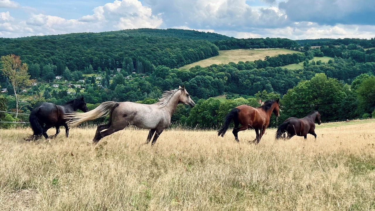 Photo of Others in Berggieshubel