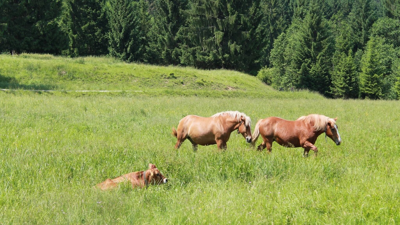 Photo of Others in Trauchgau