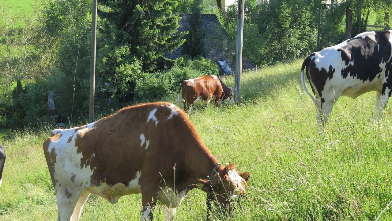 Photo of Others in Sankt Georgen im Schwarzwald