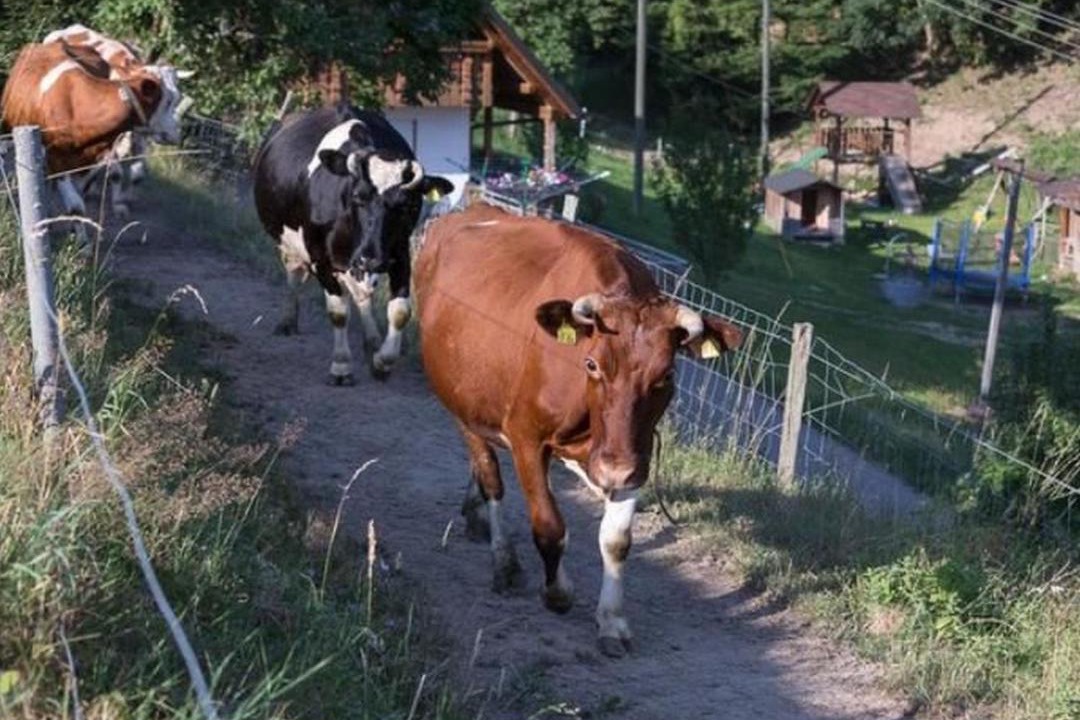Photo of Others in Gengenbach