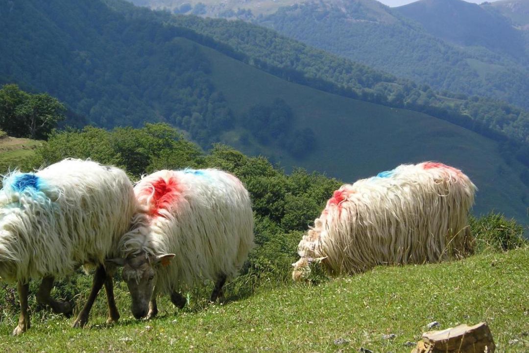Photo of Others in Uztarroz