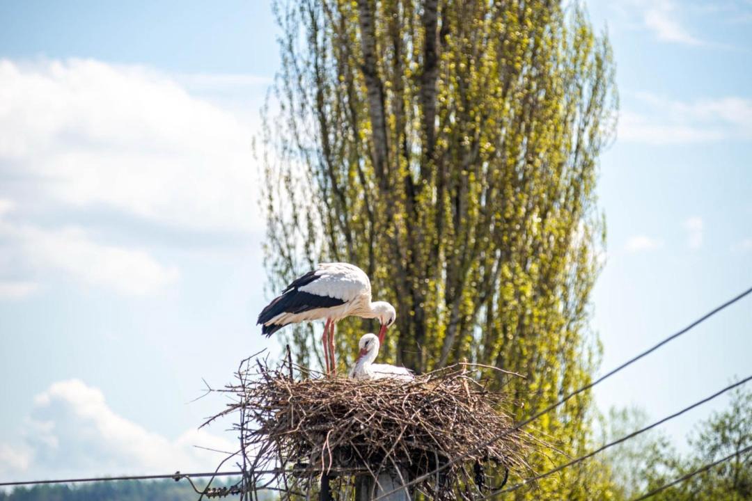 Photo of Others in Muehlingen