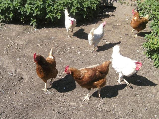Photo of Others in Wenns