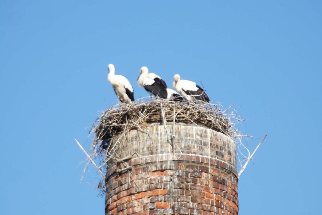 Photo of Others in Buhlau