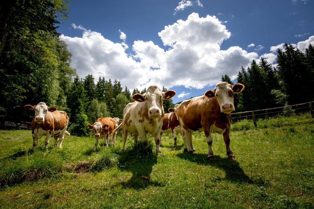 Photo of Others in Laßnitz bei Murau