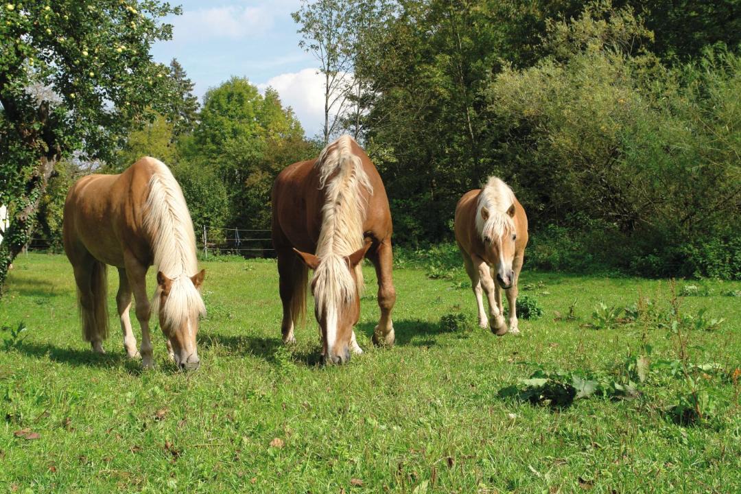 Photo of Others in Heilsbronn