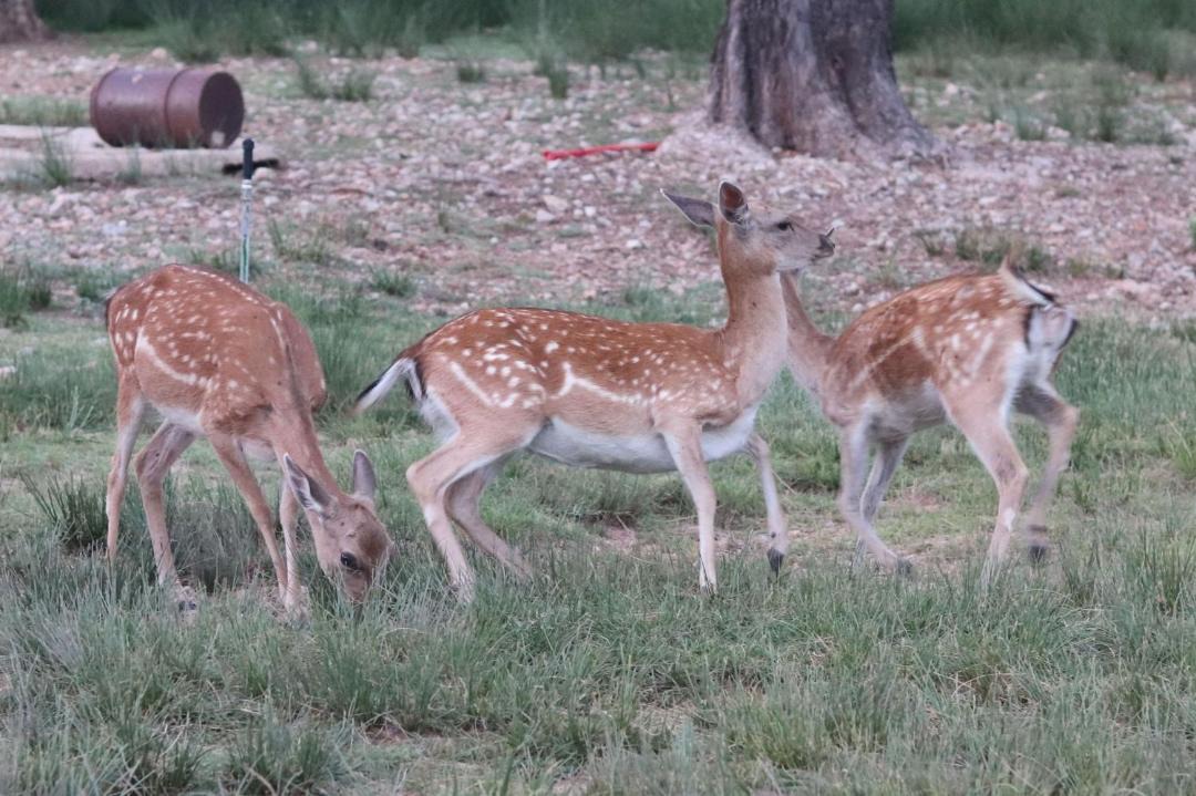 Photo of Others in La Iruela