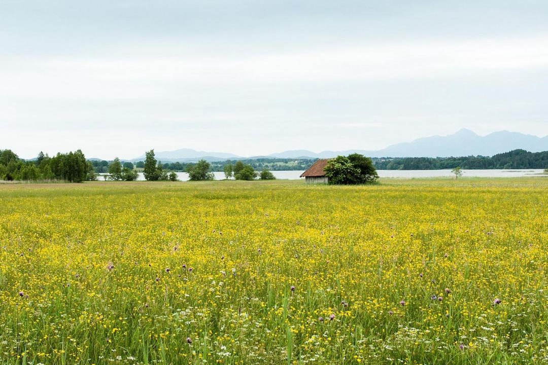 Photo of Others in Seehausen am Staffelsee