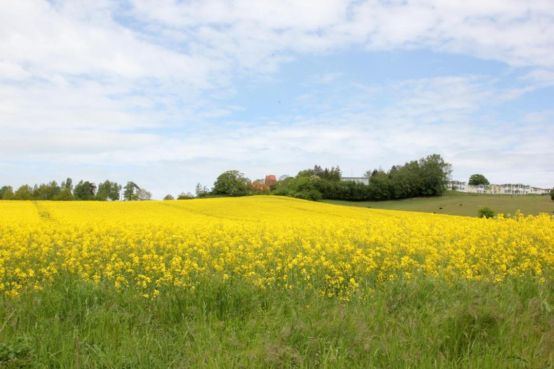 Photo of Others in Gohren
