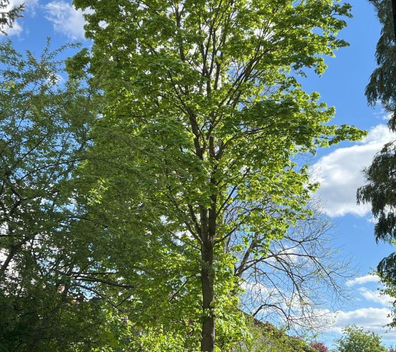 Photo of Outdoor in Germaringen