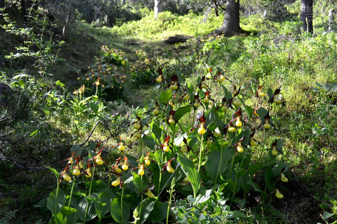 Photo of Outdoor in Steeg