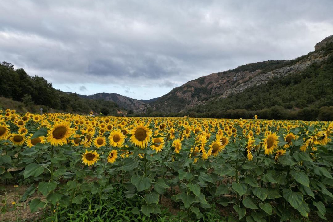 Photo of Others in Tobera