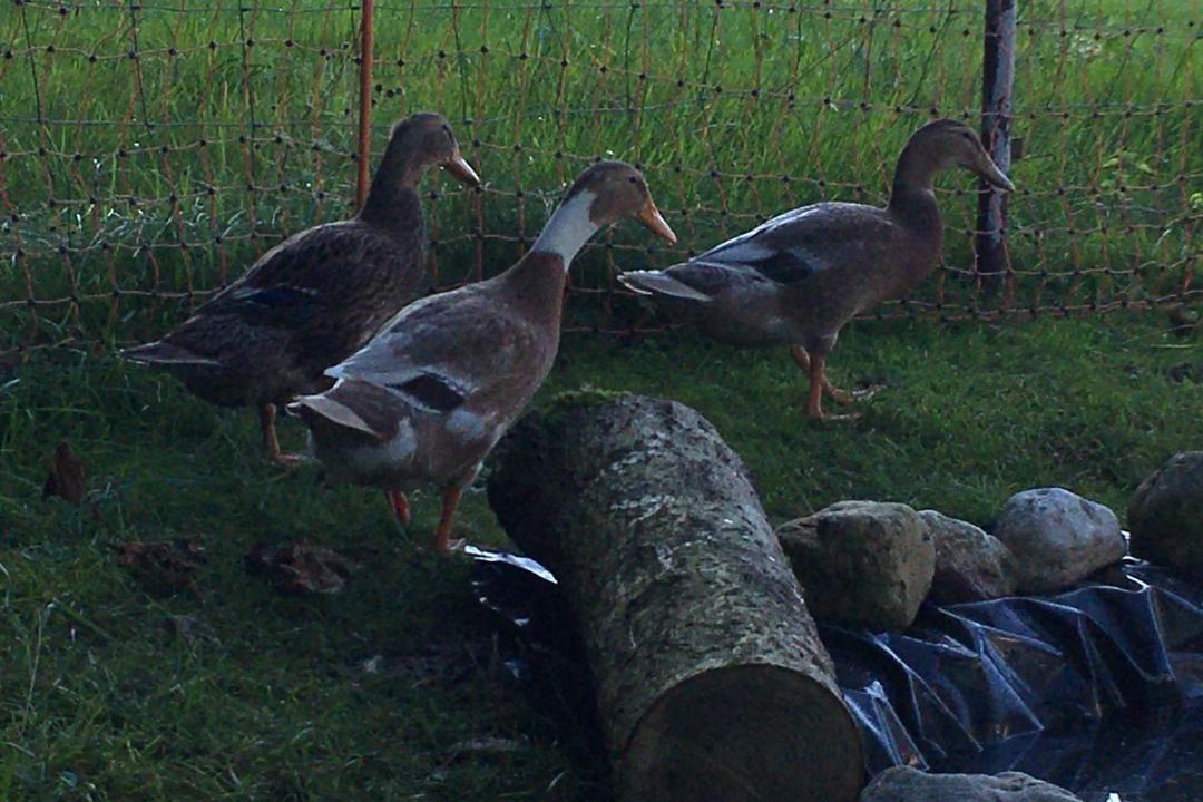 Photo of Others in Brannenburg