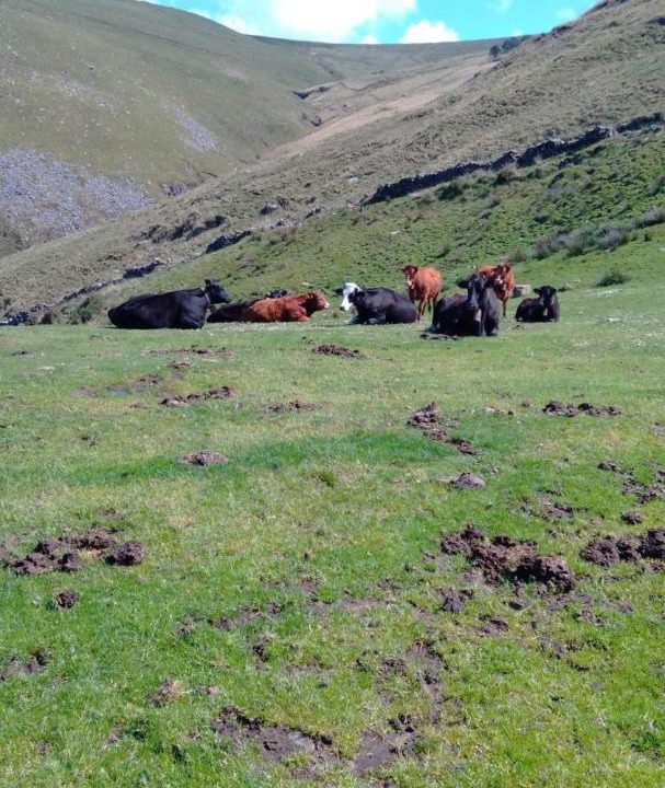 Photo of Others in Villacarriedo