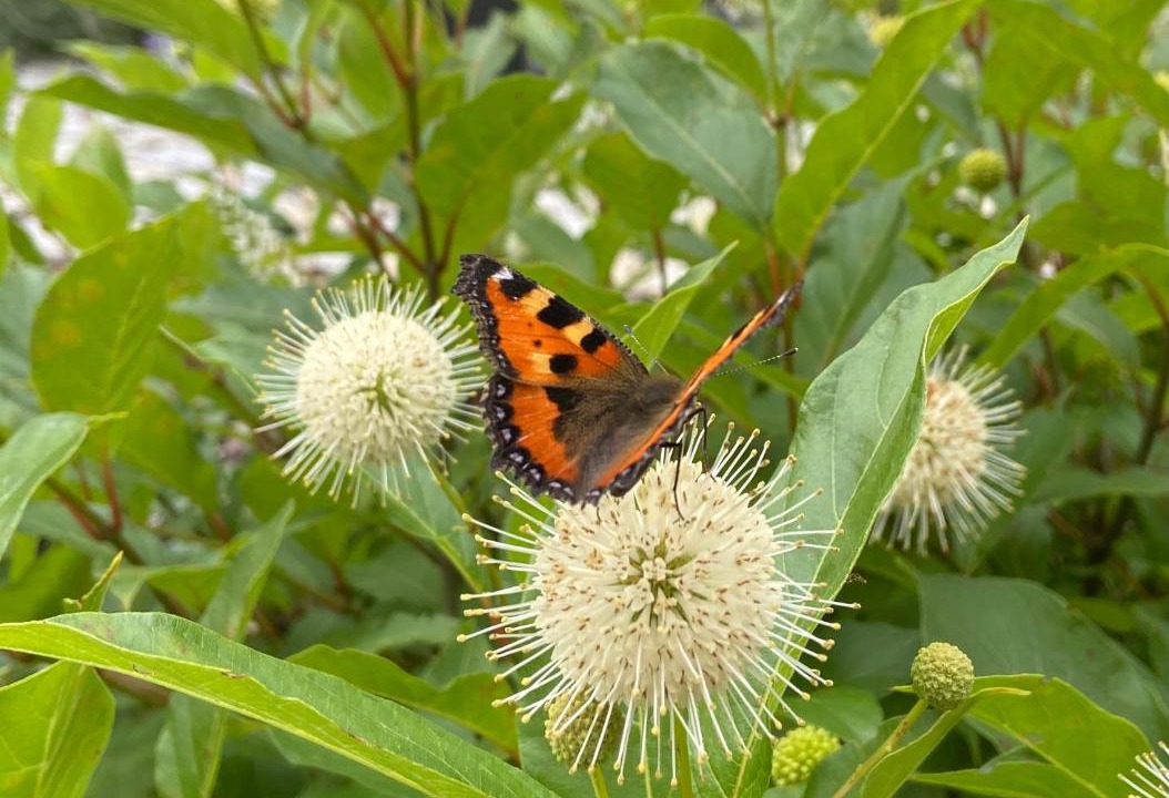 Photo of Outdoor in Waltersdorf