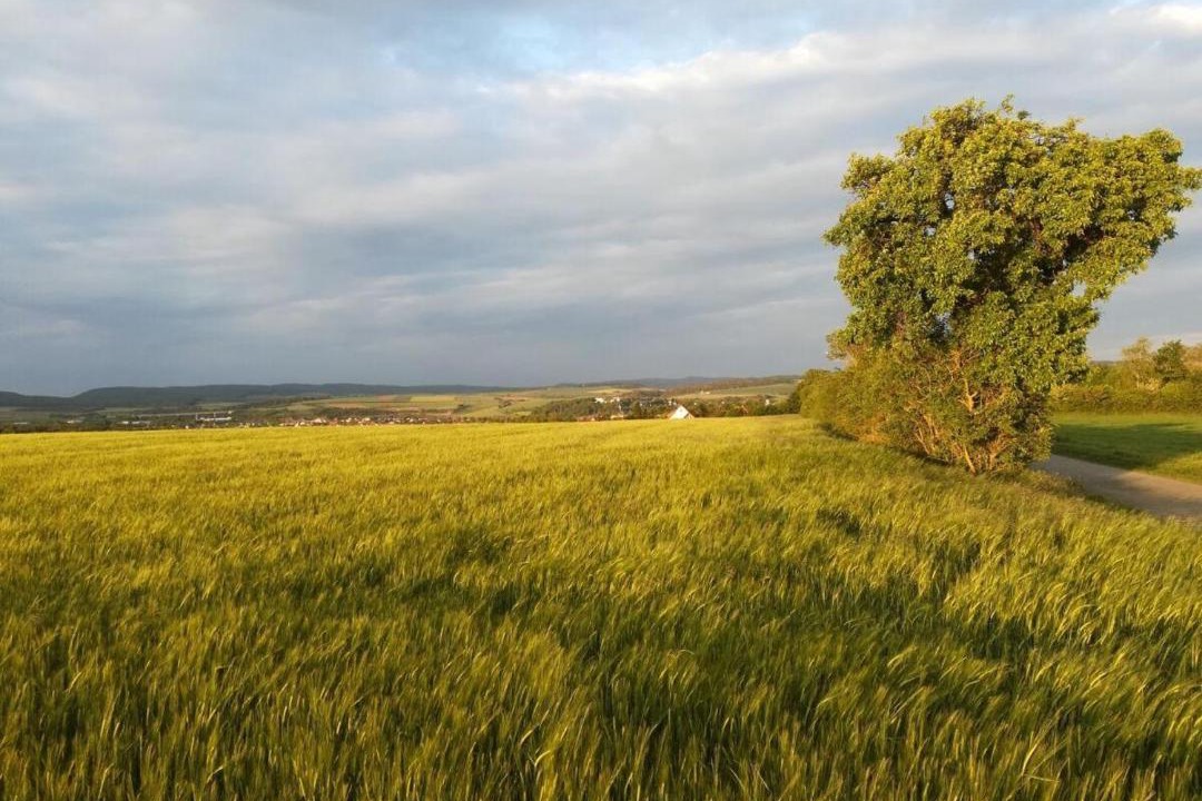 Photo of Others in Mellrichstadt