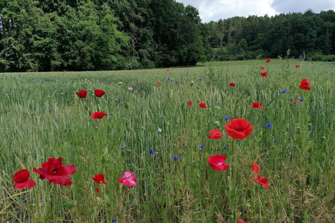 Photo of Others in Obertrubach