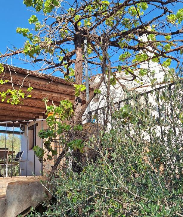 Photo of Others in Comares