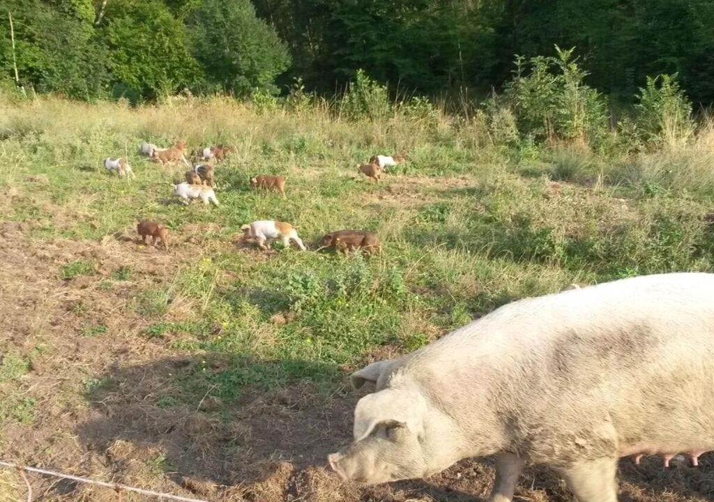 Photo of Others in Wackersberg