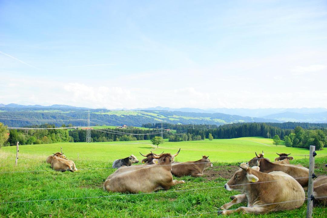 Photo of Others in Scheidegg