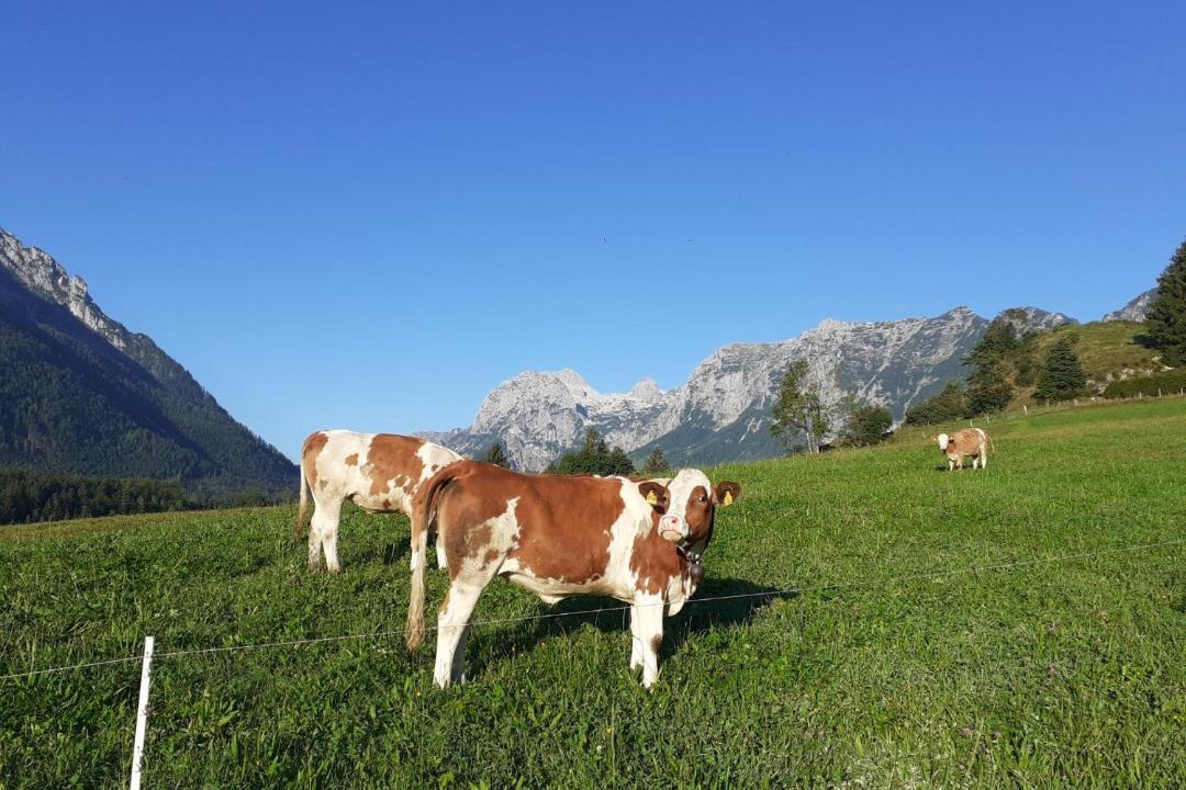 Photo of Others in Ramsau bei Berchtesgaden