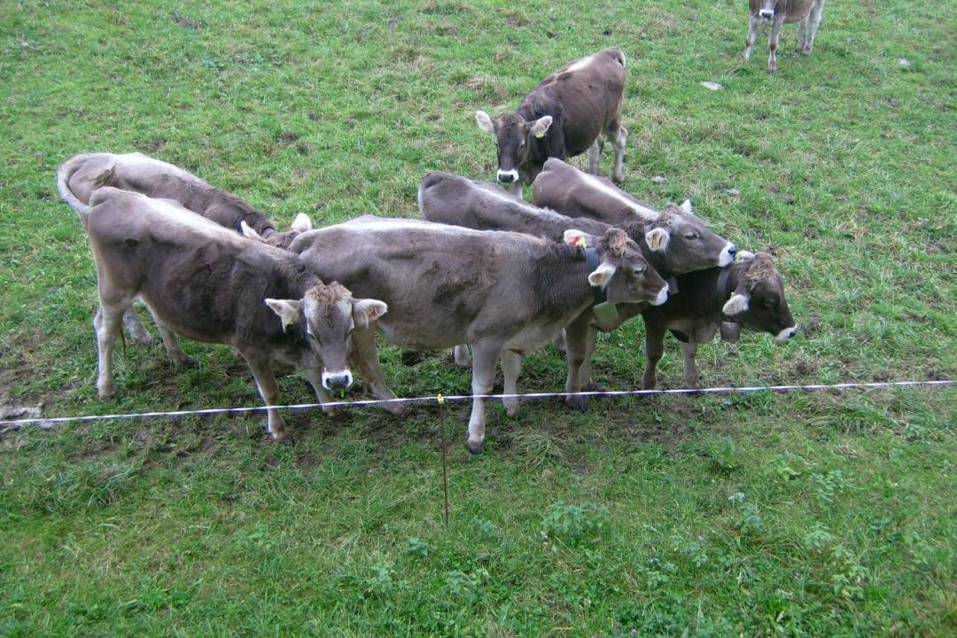 Photo of Human In Picture in Oberstaufen