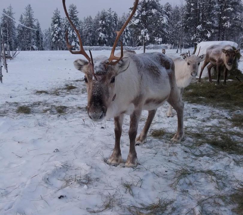 Photo of Others in Rovaniemi