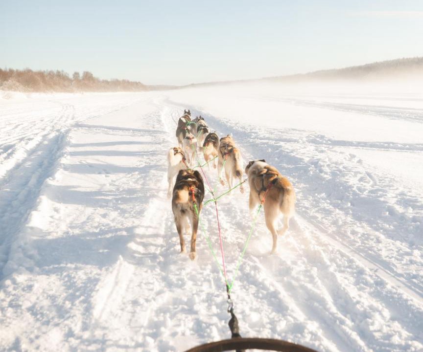 Photo of Others in Rovaniemi