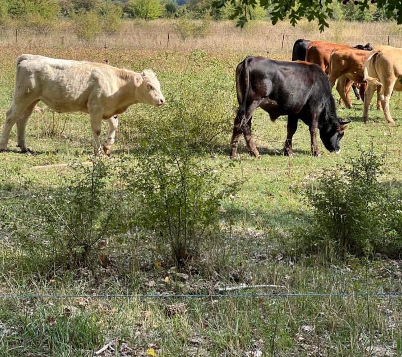Photo of Others in Mora de Rubielos