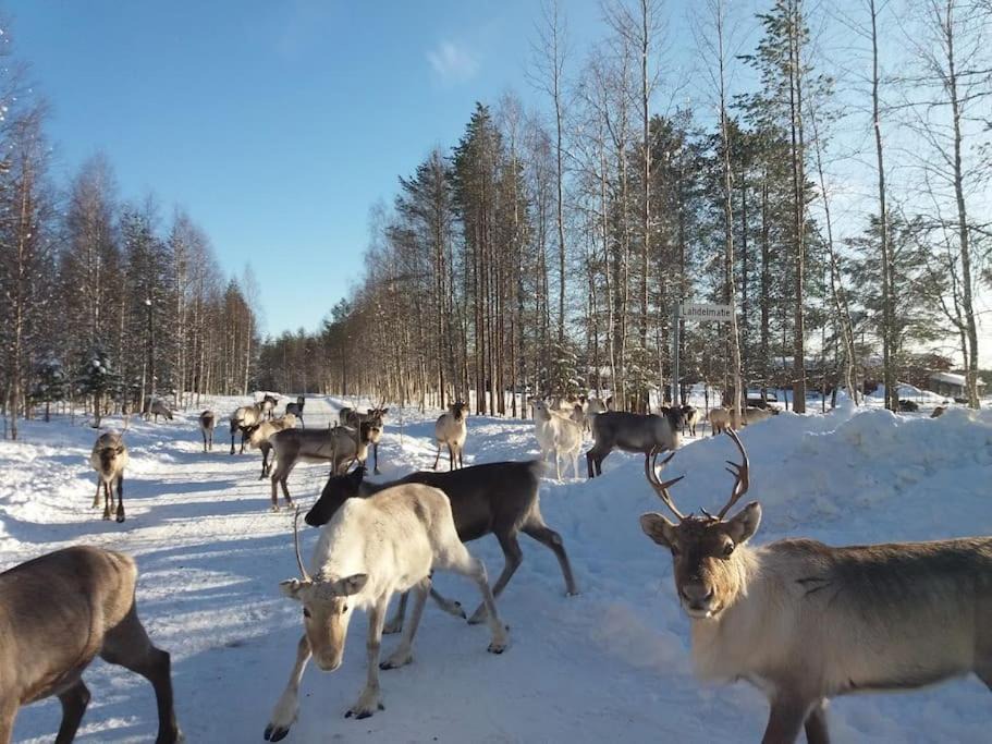 Photo of Others in Rovaniemi