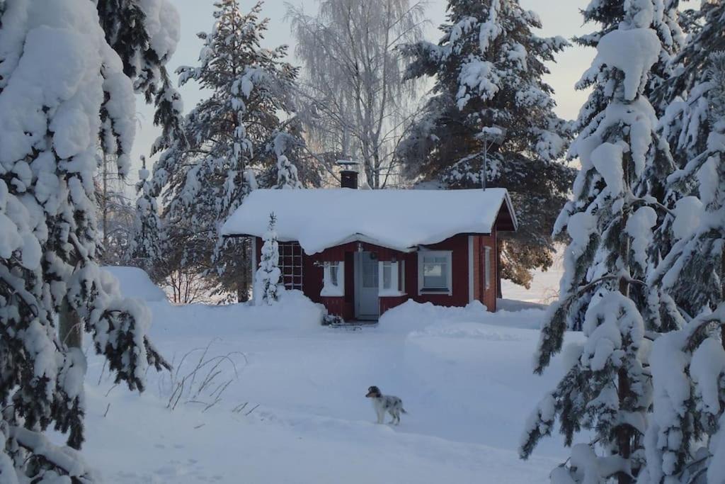 Photo of Others in Rovaniemi