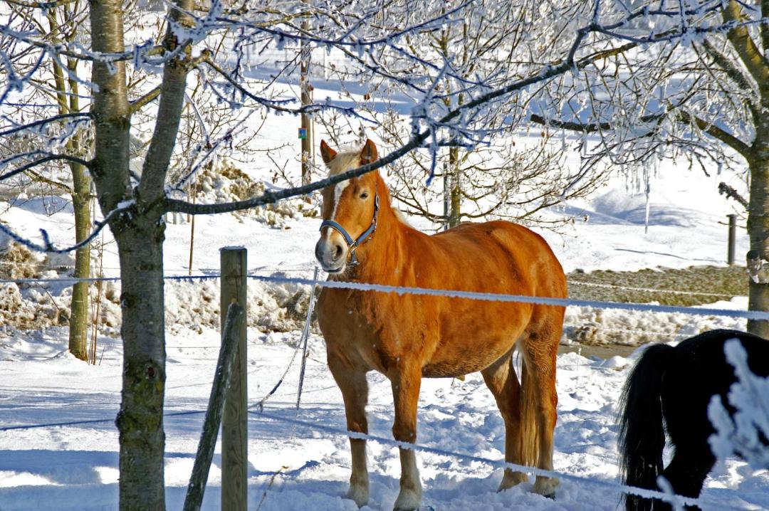 Photo of Others in Neukirchen vorm Wald