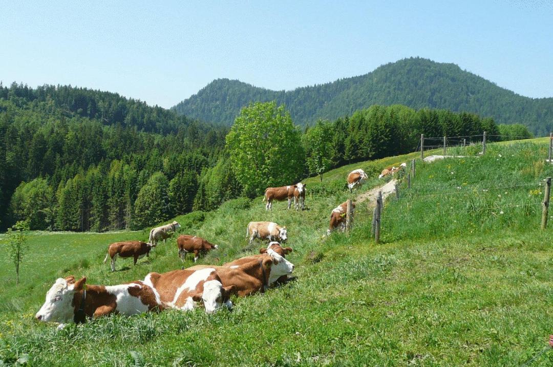 Photo of Others in Jachenau