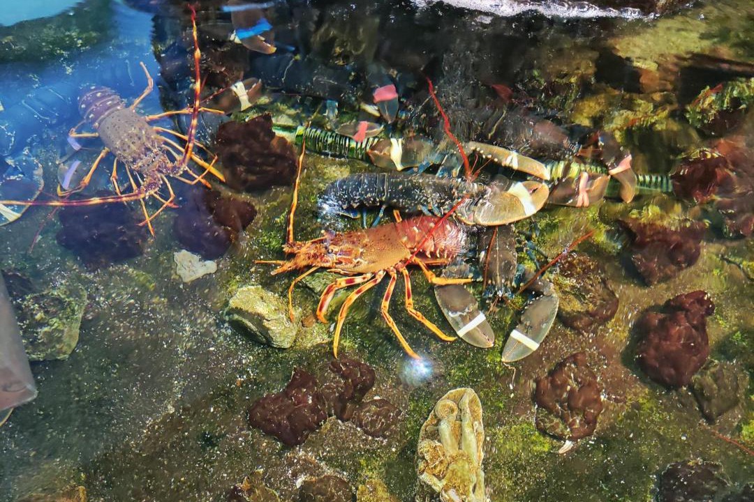 Photo of Others in Isla