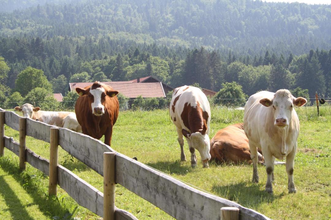 Photo of Others in Siegsdorf