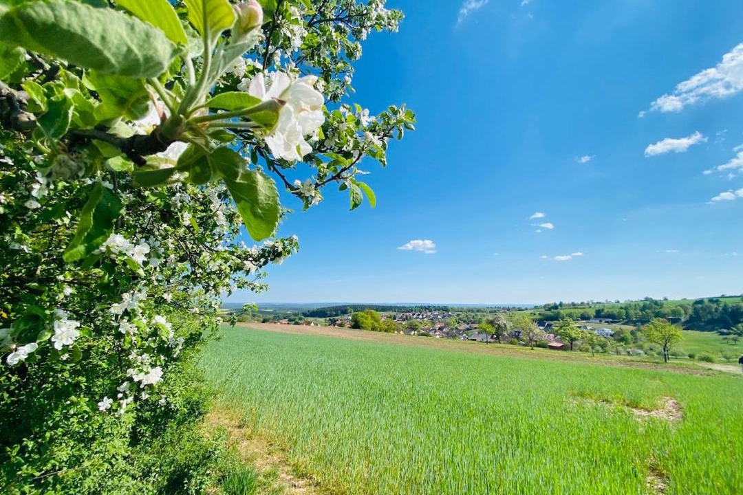 Photo of Others in Waldfenster