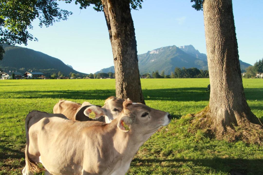 Photo of Others in Oberschonau