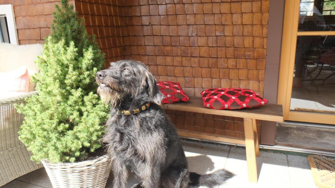 Photo of Others in Hinterzarten